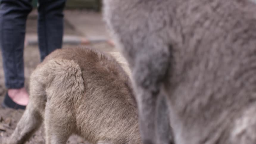 A group of kangaroos are outdoors in the wilderness