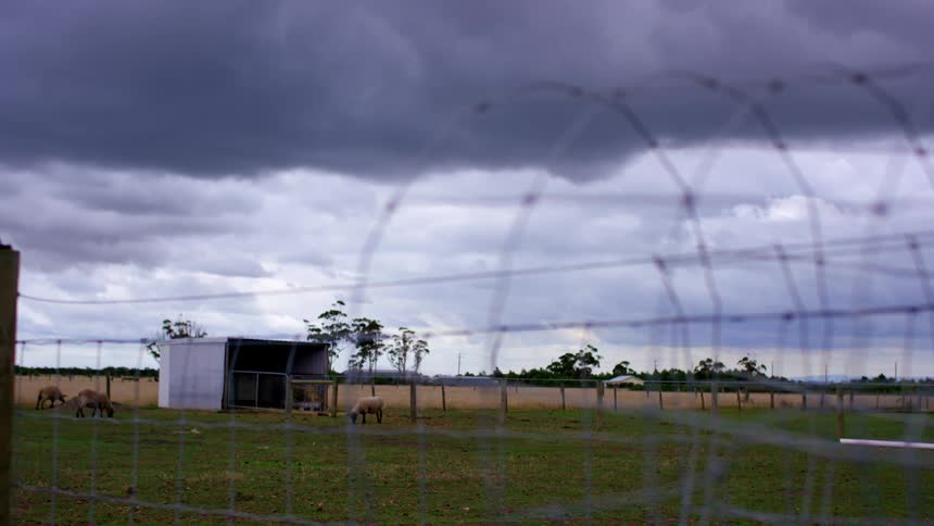 Sheep grazing on a farm