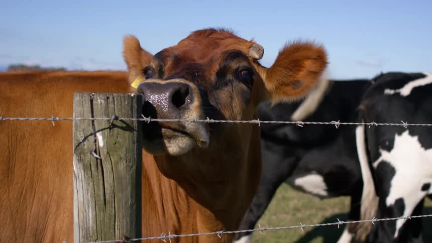 Cows are walking in the grass on farmland