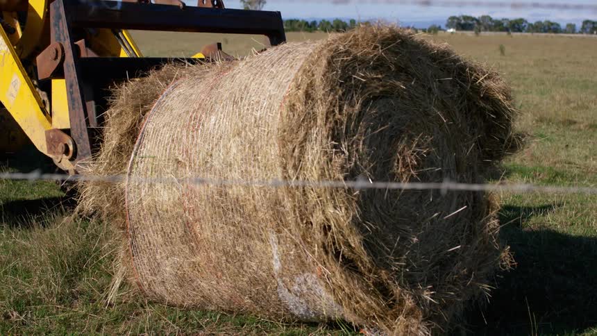 A tractor drops a hay bale inside a barbed wire fence