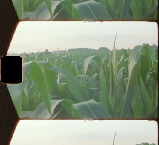 Tall corn in field on vintage film