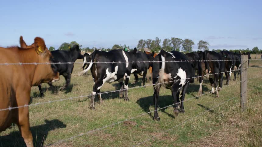 Cows walking in a pasture on a farm