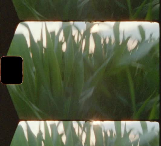 The sun shining over rural crops at sunset