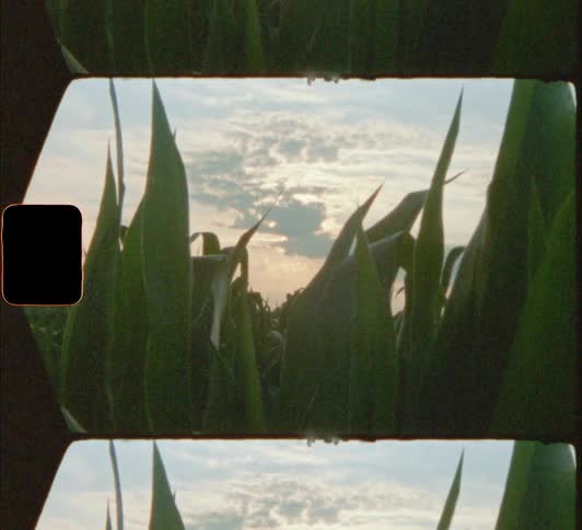 View of a corn field at dusk