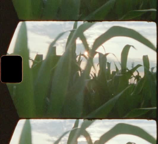 Cornstalks in field on vintage film