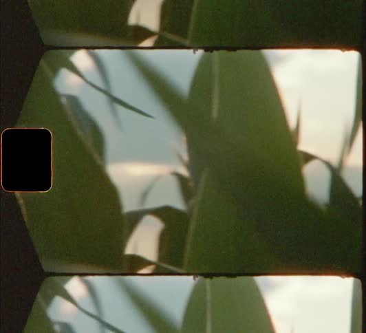 The cornstalks block the sky