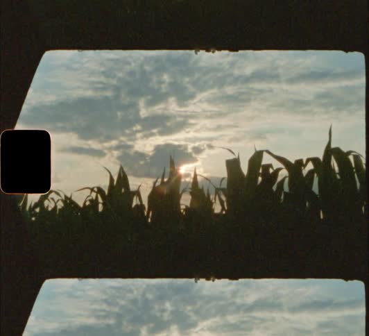 The wind blows the corn stalks