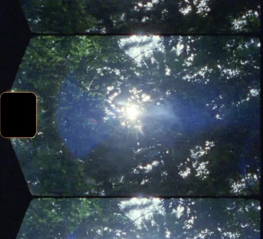 The sun shines through trees in the forest 8mm