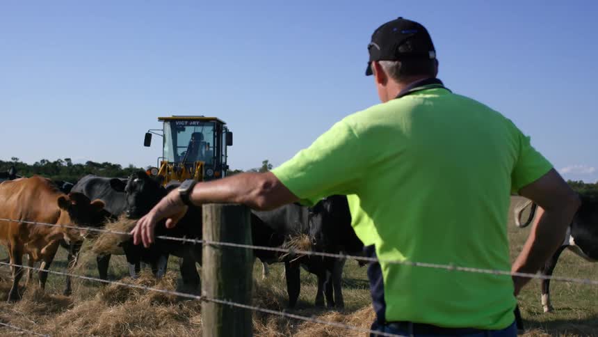 Man leans against a fence post and looks out at the cattle eating hay as a tractor sits nearby