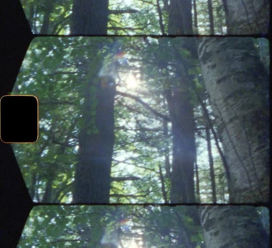 The sun shines through the trees in the forest 8mm