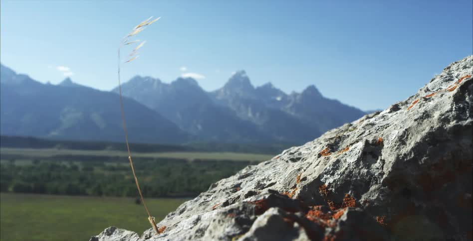 The wind is blowing the weed on the rock by the mountain