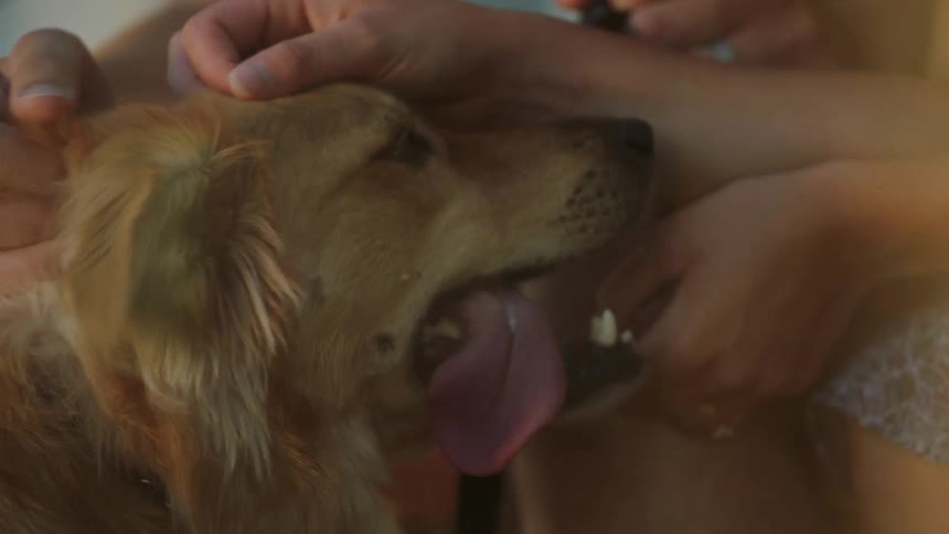 Man and woman stroke a golden retriever