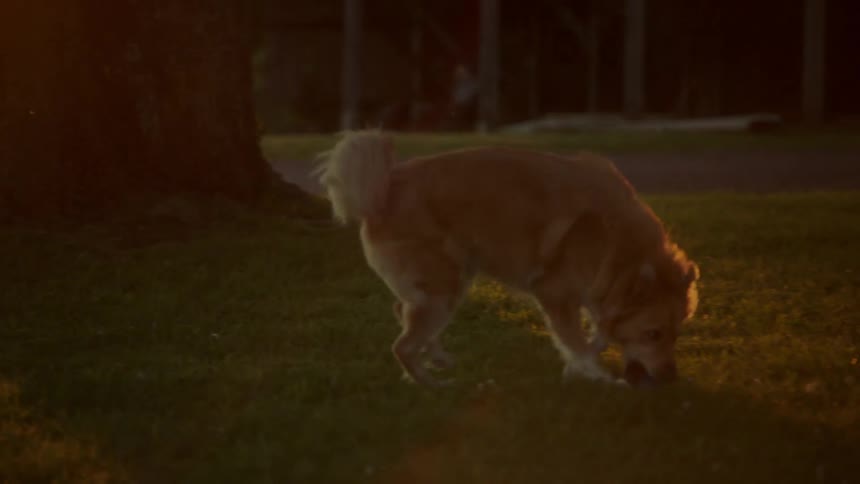 Playing fetch with your dog in backyard on a sunny day