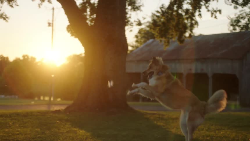 A white woman and white man play fetch with a dog
