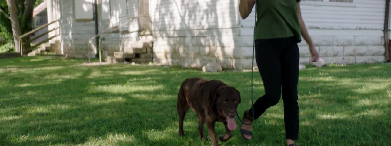 A woman walks a dog through the lawn of a derelict house on a sunny day