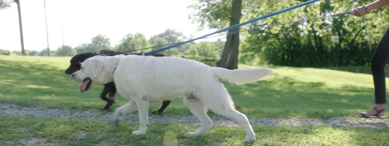 A man and woman walk two dogs in an outside area