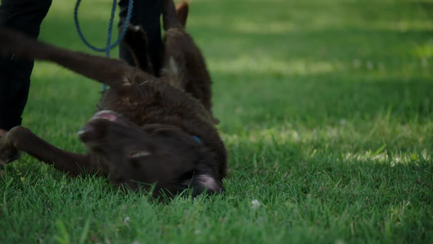 Brunette woman with wavy hair and black pants strokes a brown dog on the green grass