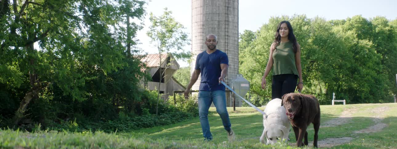 Man and woman walk yellow and chocolate labrador retrievers down gravel driveway in rural area