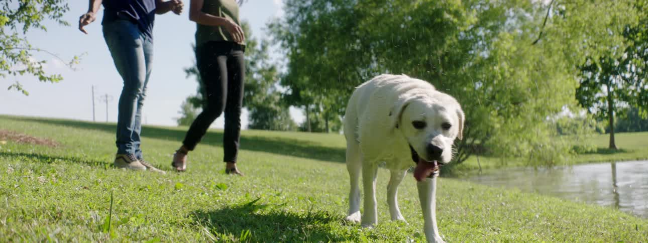 White dog holding a tennis ball shakes off next to a pond in the park