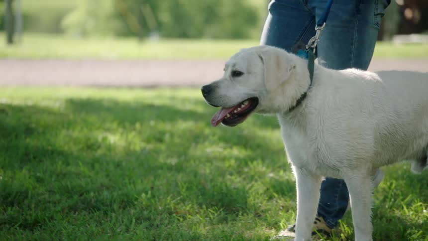 Bald man with beard a blue t shirt and jeans walks a white dog on the lawn in the park