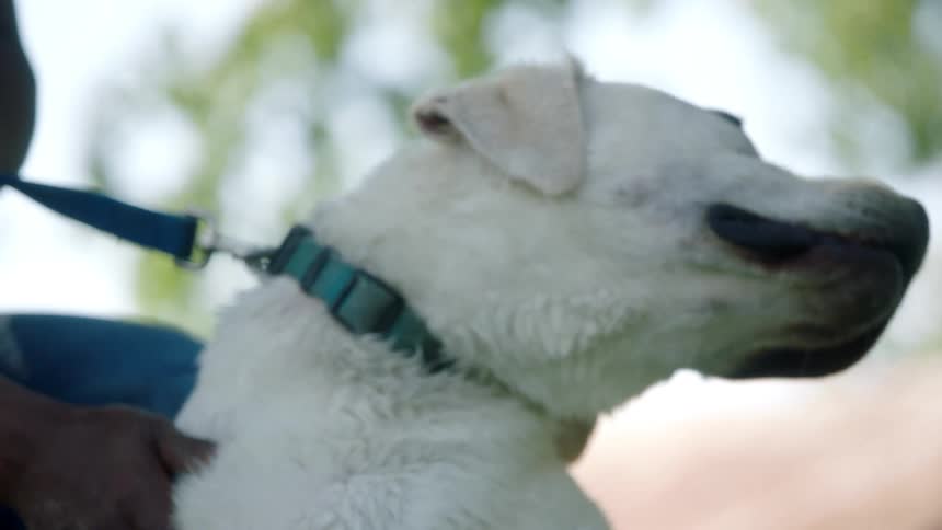 Black man with jeans and a t shirt pets a white dog