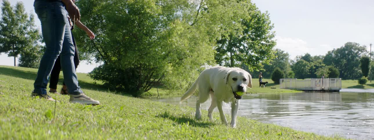 A man and woman at a park watch as their dog comes out of the water with a tennis ball and shakes