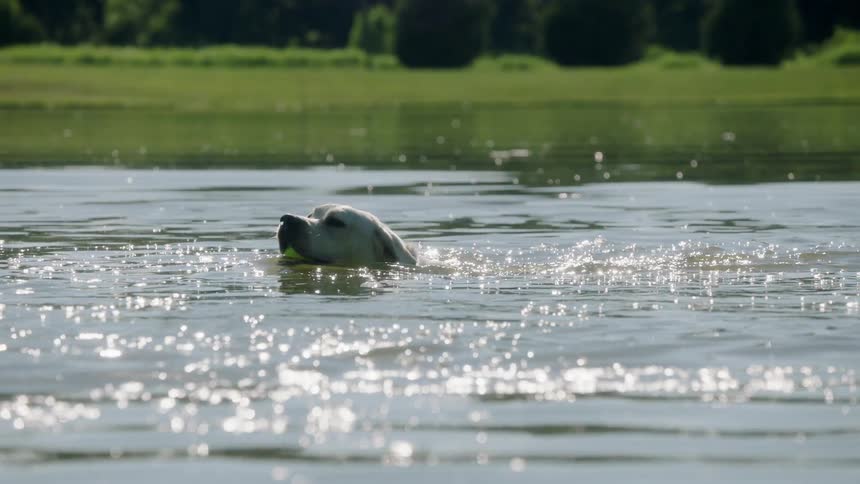 A dog with a ball in its mouth swims across a lake