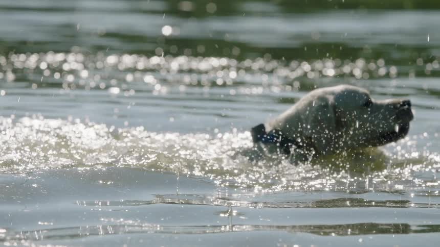 A dog is swimming in water
