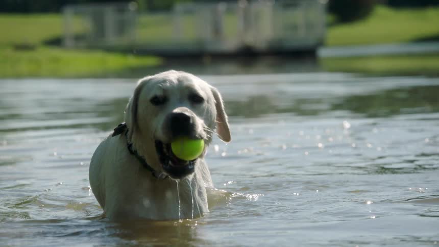 Dog walks through water dropping tennis ball from its mouth