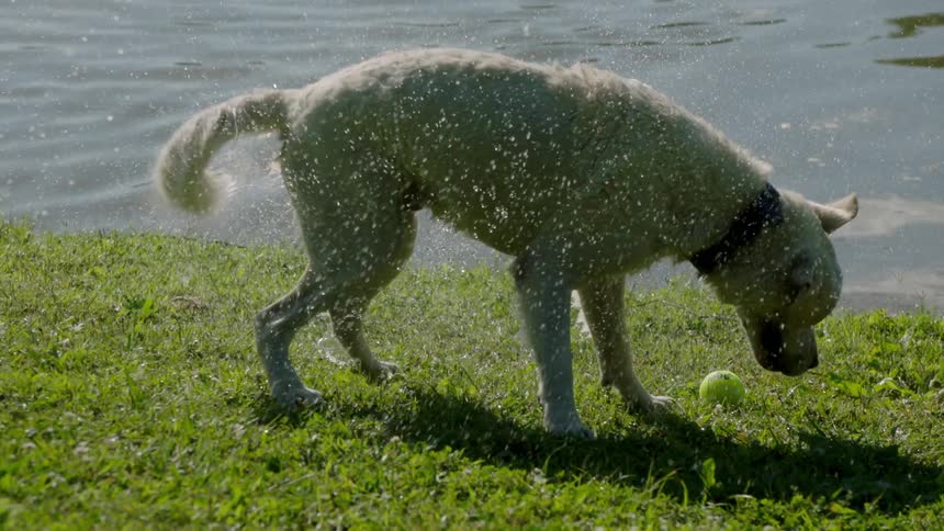 A dog shakes water off of himself next to a lake