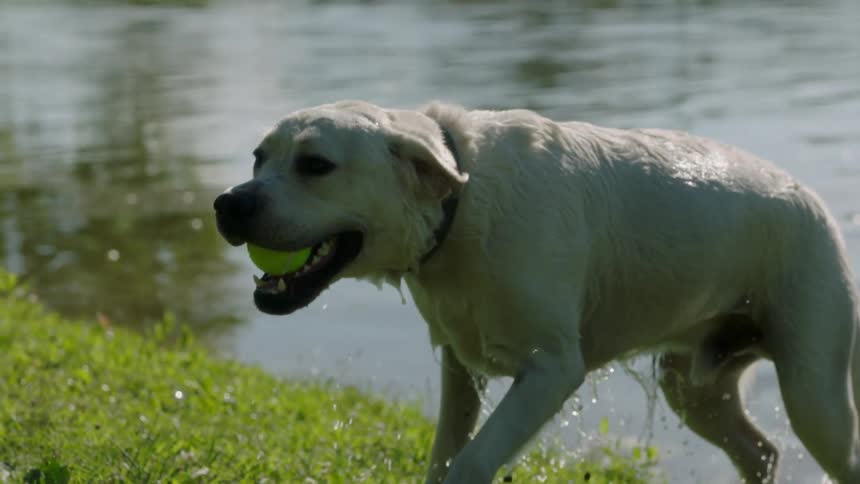 Dog holding a tennis ball in its mouth gets out of the pond in the park