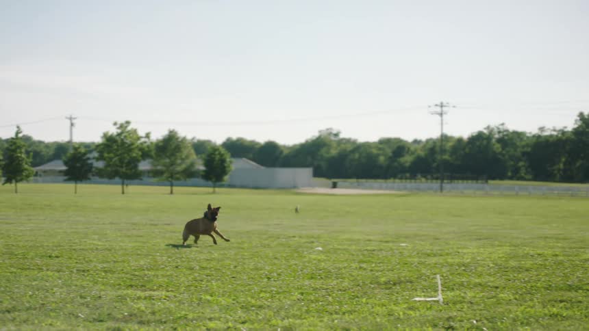 A black man plays fetch with a dog in a park