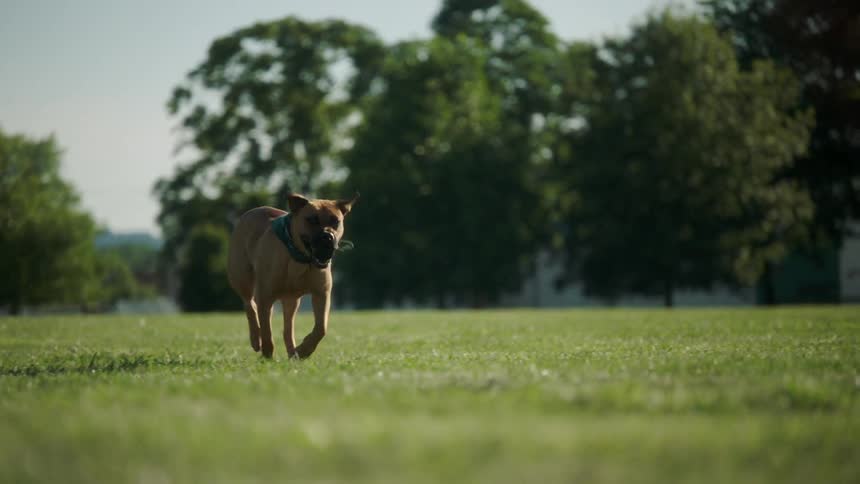 A dog is running outdoors in a lawn