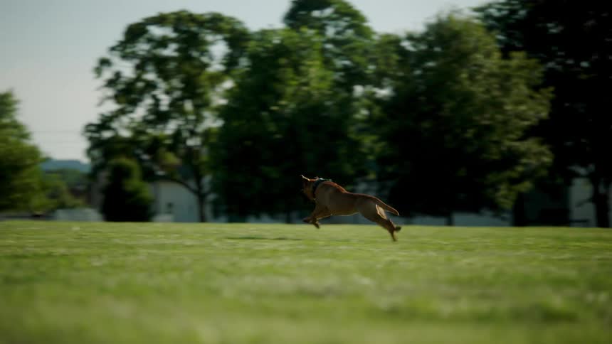 A man throws a ball across a grassy park area and his dog runs to fetch it