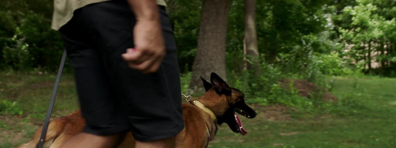 Bald muscular man with green t shirt and black shorts walks a brown dog on the grass