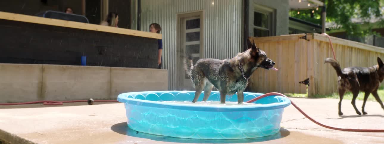 A large dog shakes off water from a kiddie pool and then sits back in as more dogs walk around and their owners talk on a nearby porch