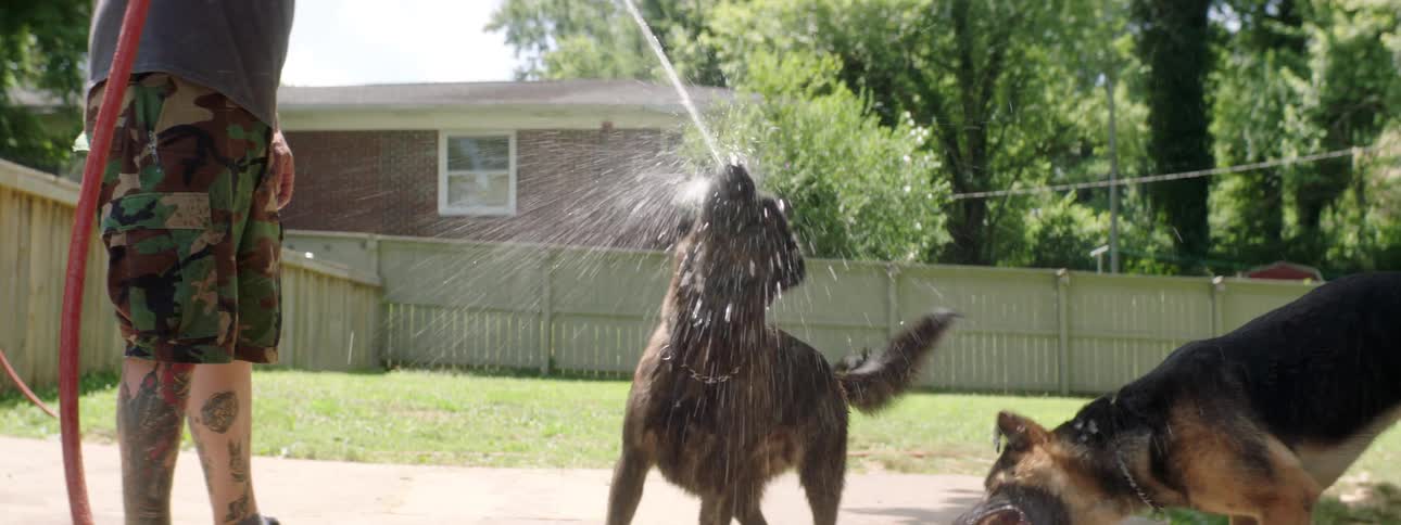 A person sprays water for the dogs to drink
