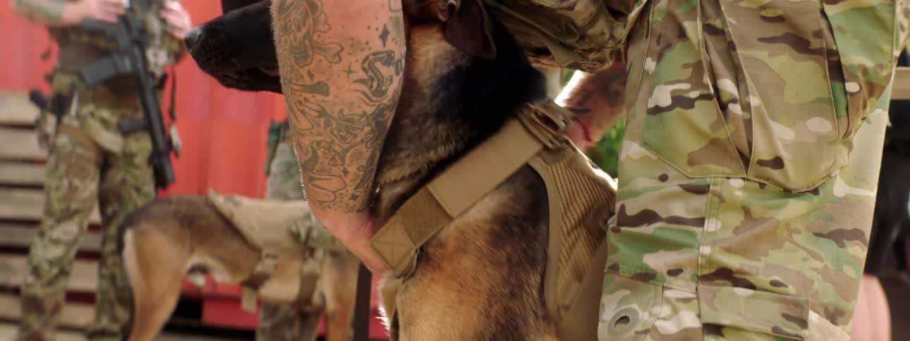 Military men or police officer puts a harness on a dog on a training exercise