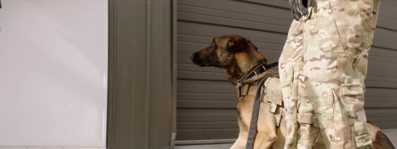 A soldier holding a gun knocks on a door and then another soldier lets a dog in the building before they all enter