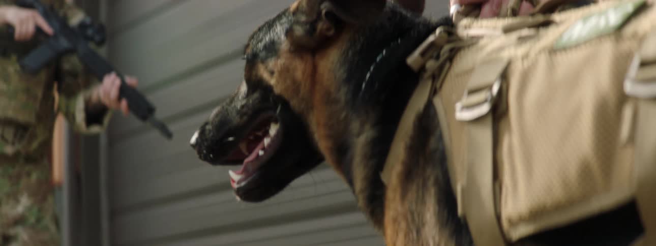 Armed soldiers stand outside of a building as one soldier leads a dog inside