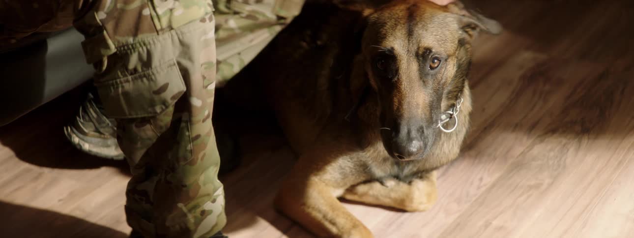 A soldier is petting his dog