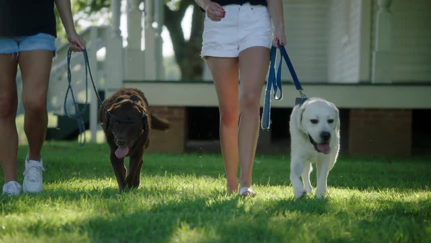 Two women each are holding the leash of the dogs they are walking