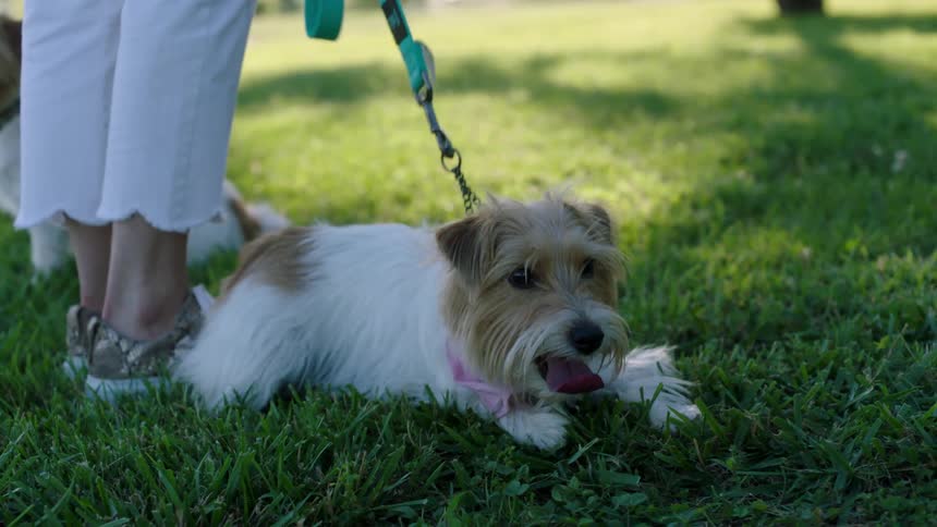 A woman standing on grass with two dogs on a leash