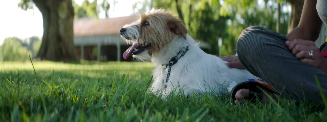 A person sits in a grassy yard petting their dog