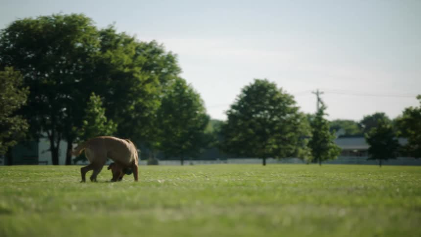 A dog running across a field attempts to carry a ball in its mouth but it repeatedly drops the ball