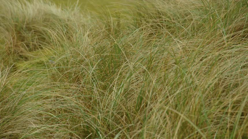 Wind blowing through tall blades of grass in a field