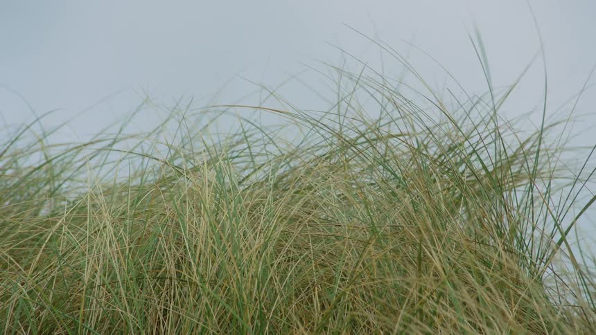 The wind is blowing the tall grass