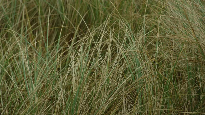 A breeze blows through tall grass in a field