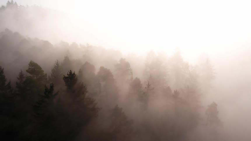 The sun shines through fog the over the forest at dawn