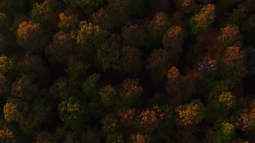 The forest of trees with yellowing foliage in the evening